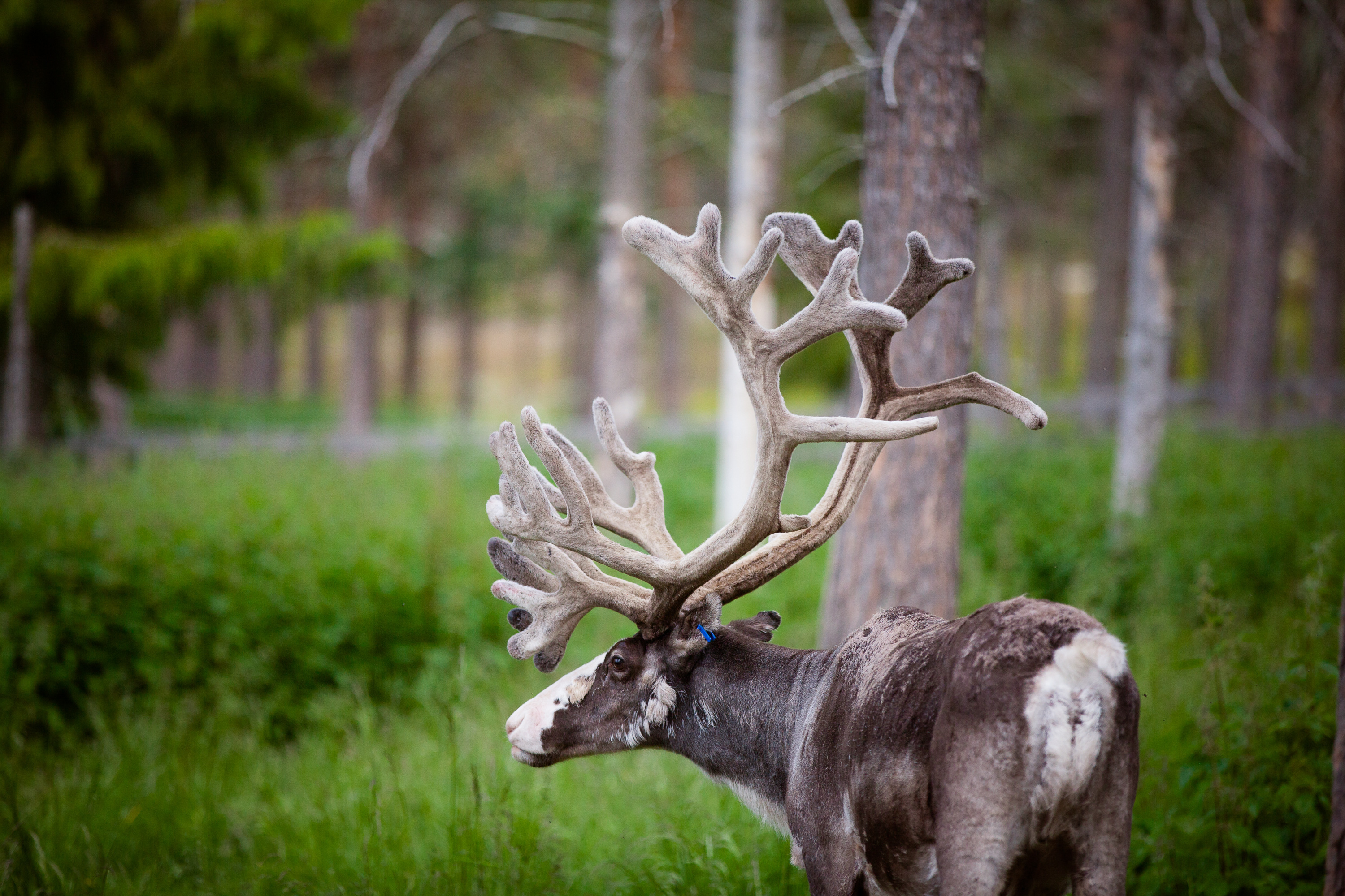 Harriniva Adventure Resort Rentierfarm