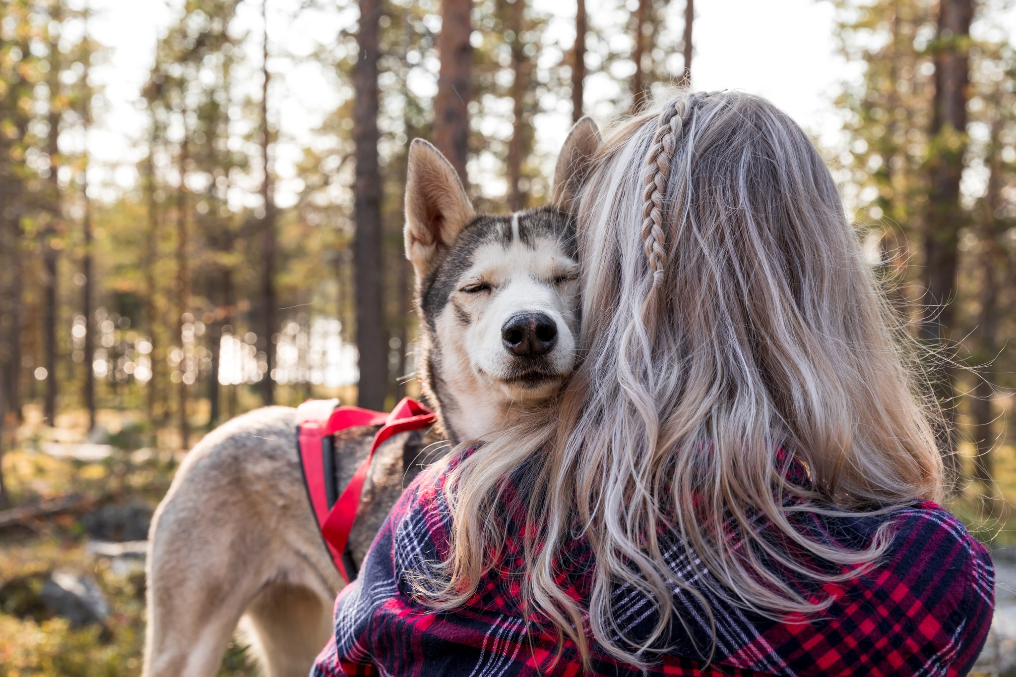 Harriniva Adventure Resort Husky