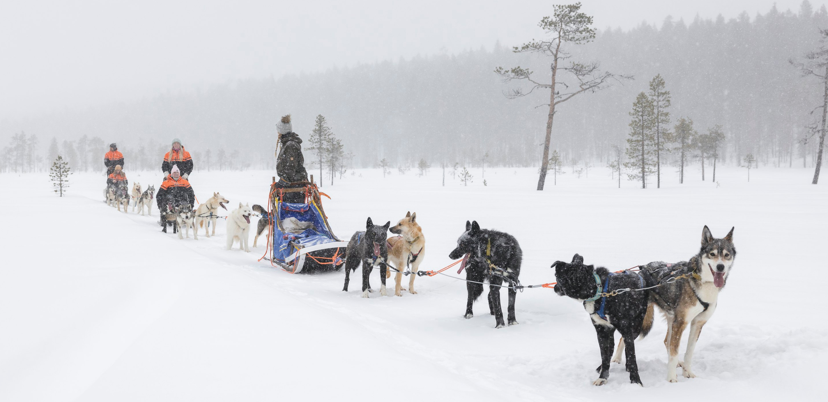 Hundeschlitten Harriniva