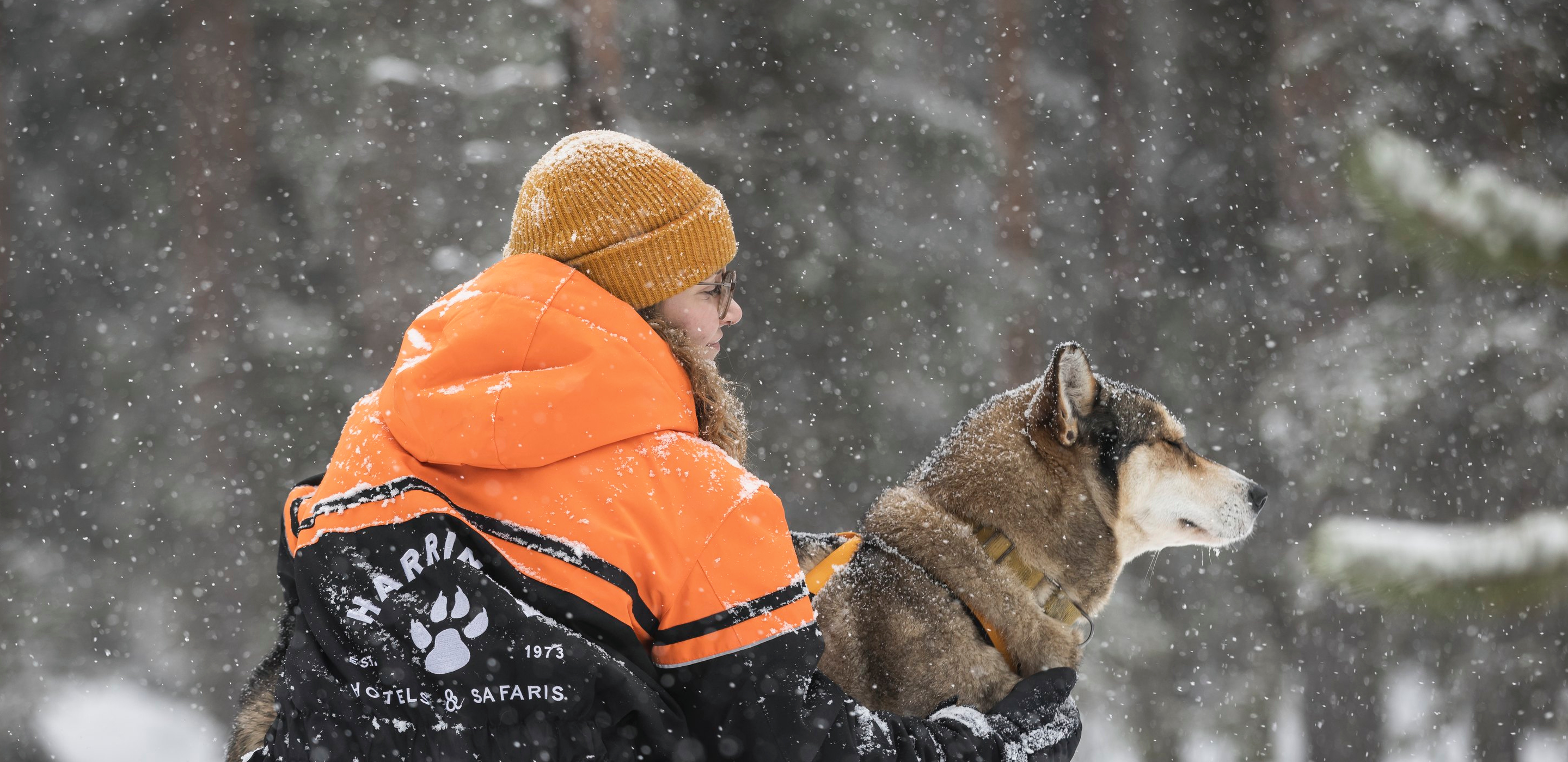 Husky im Schnee Harriniva