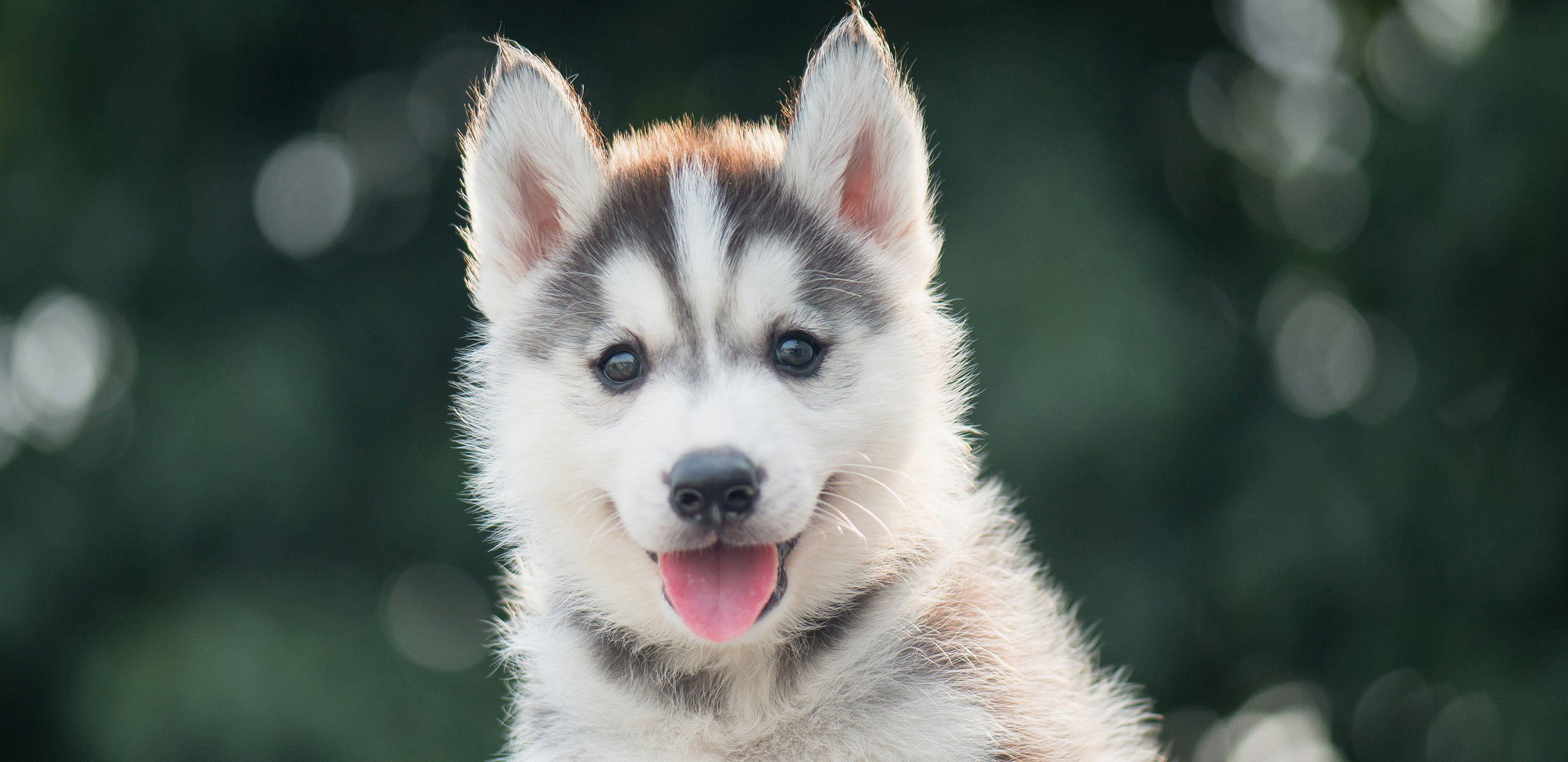 Husky