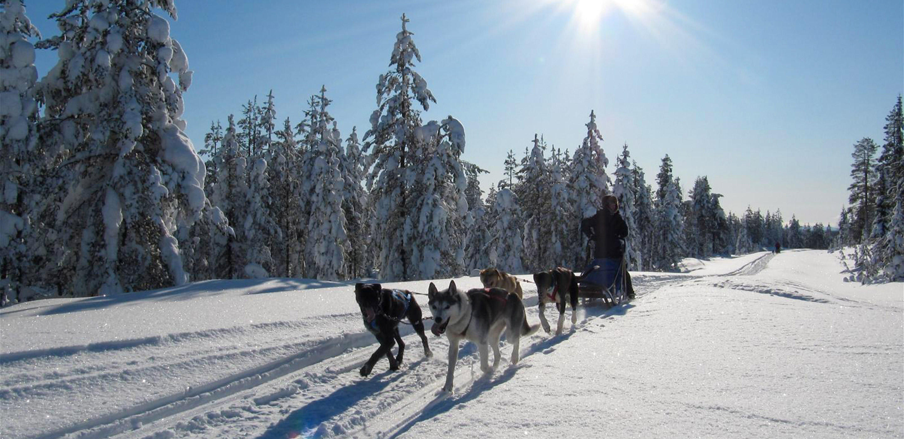 Husky-Schlitten-Safari