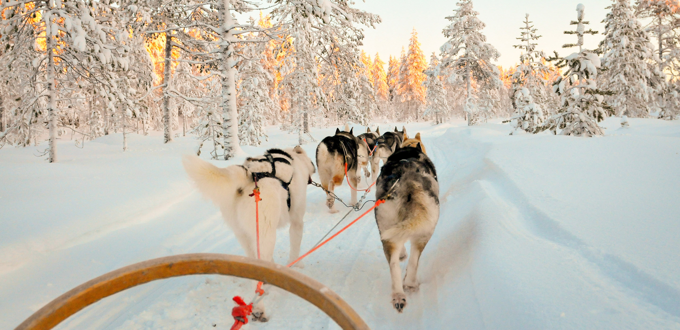 Husky-Schlittentour