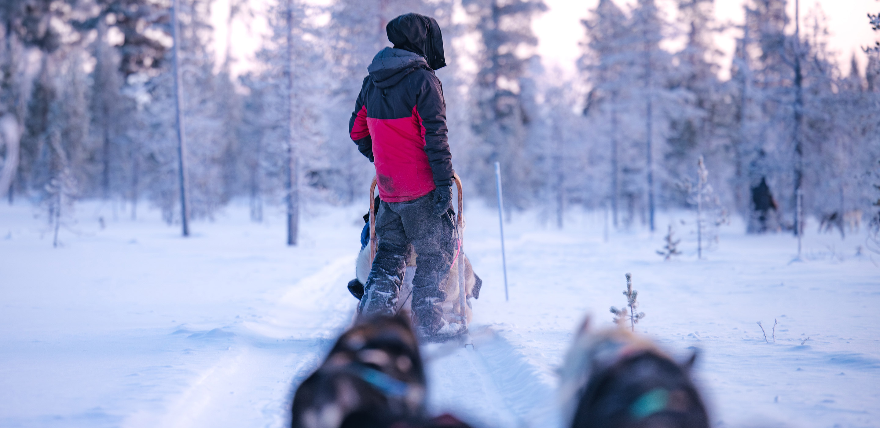 Winterlandschaft mit Husky und Schlittenführer