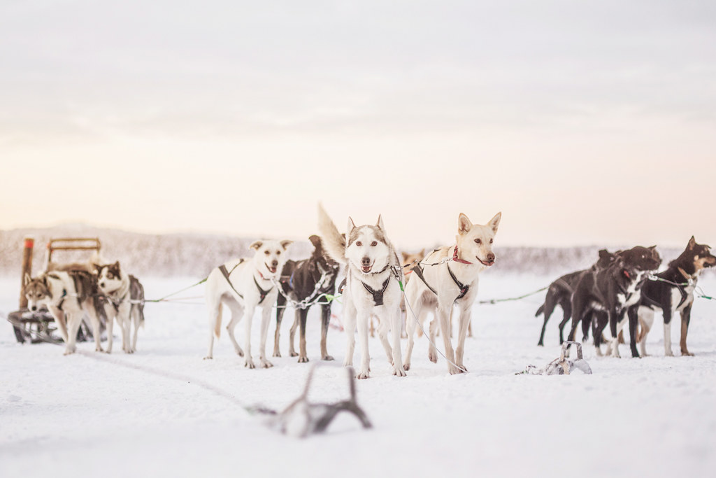 Husky Korpikartano 