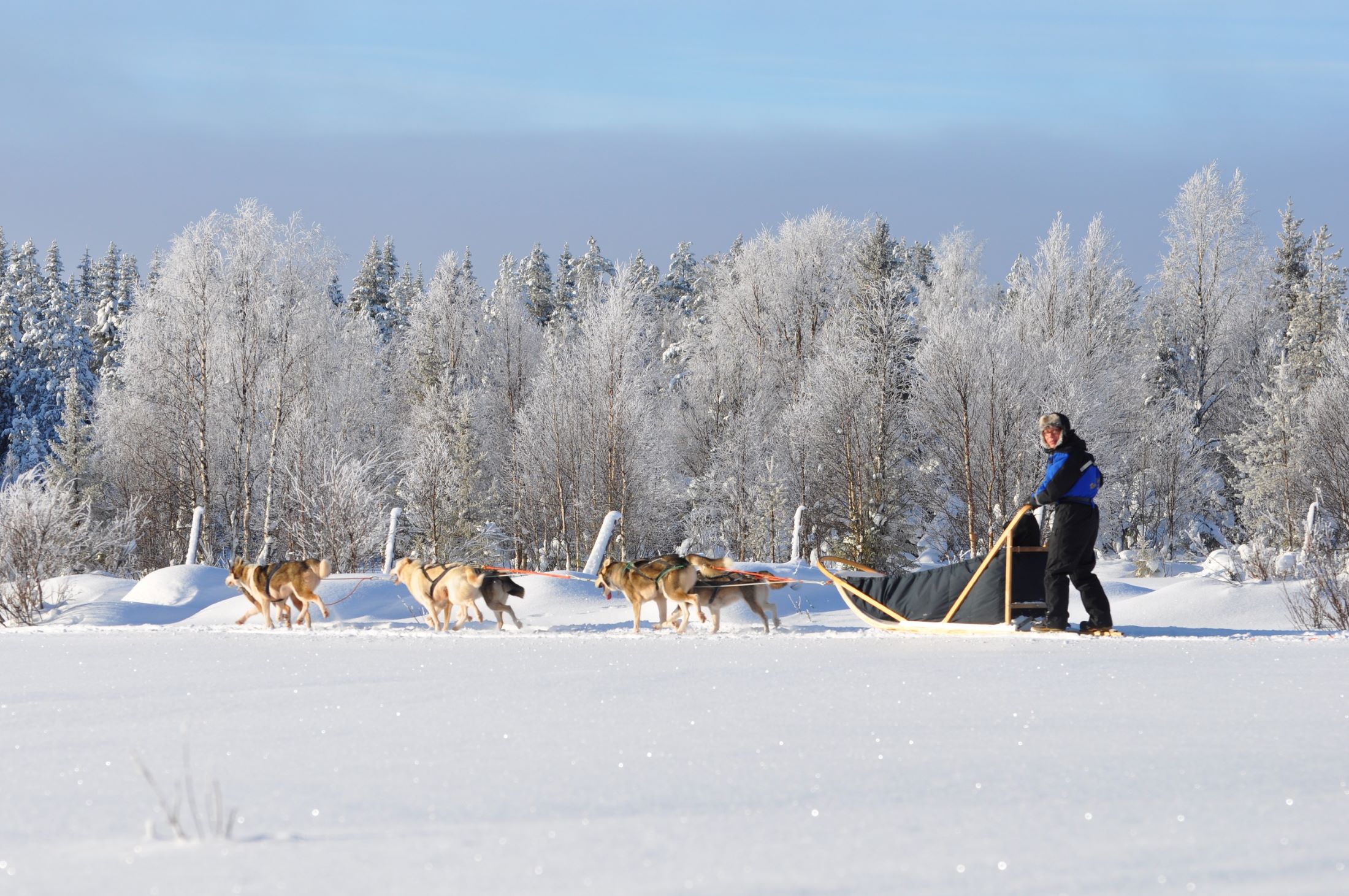 Huskyfahrt im strahlenden Sonnenschein