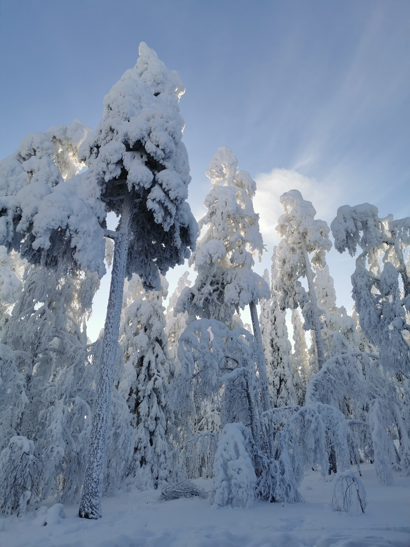 Verschneite Bäume mit Sonne 