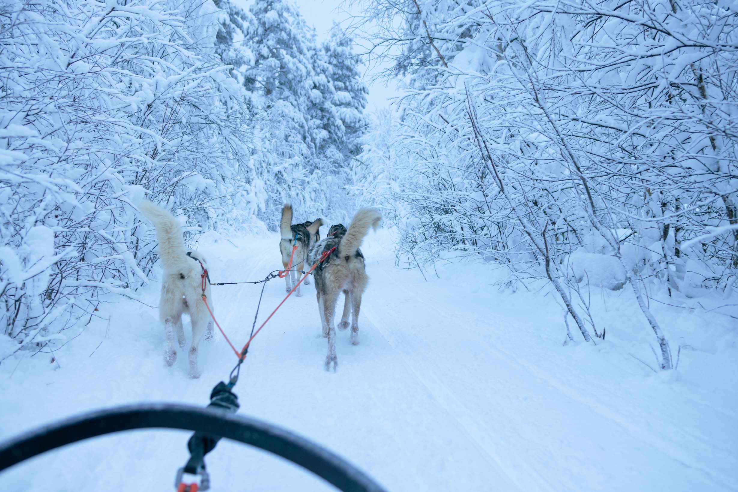 Husky Pikku Syöte