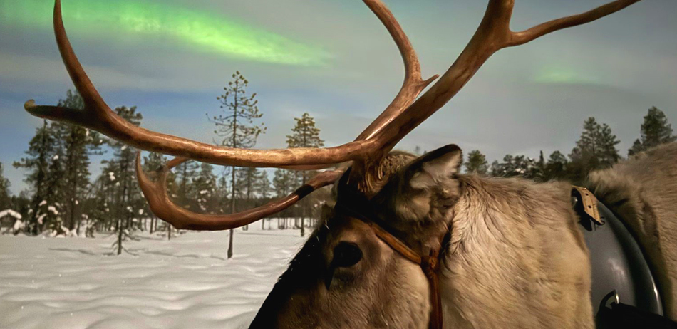 Rentier und Nordlicht