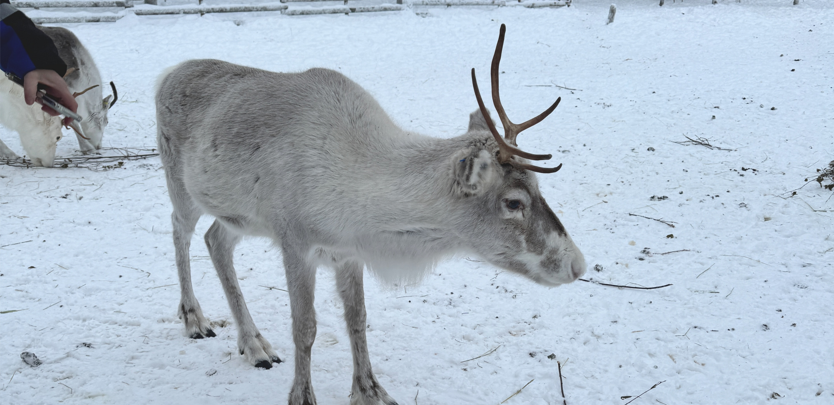Sallatunturi Rentiergehege