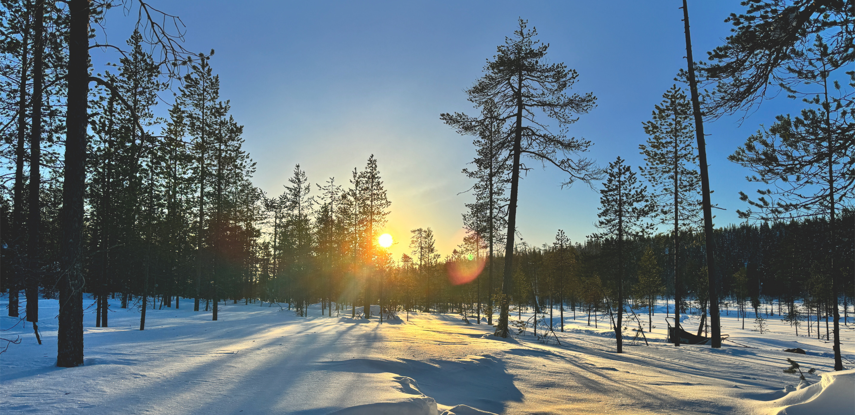 Sallatunturi Winterwald mit strahlend blauem Himmel