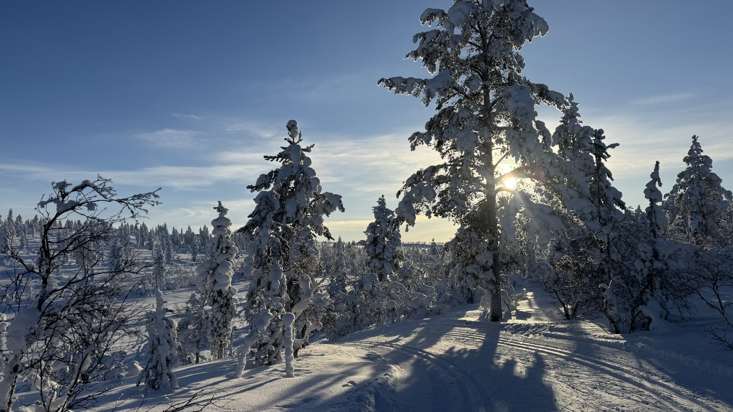 Verschneite Bäume mit Sonne hinter den Bäumen