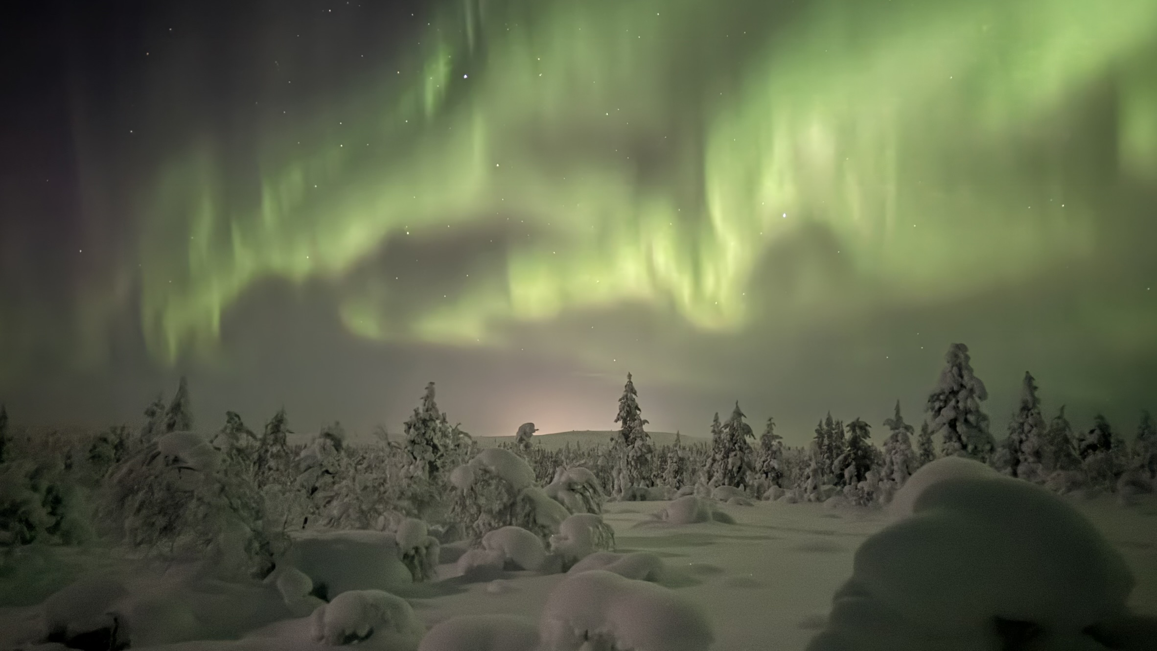 Verschneite Bäume und Nordlichte bei Nacht 