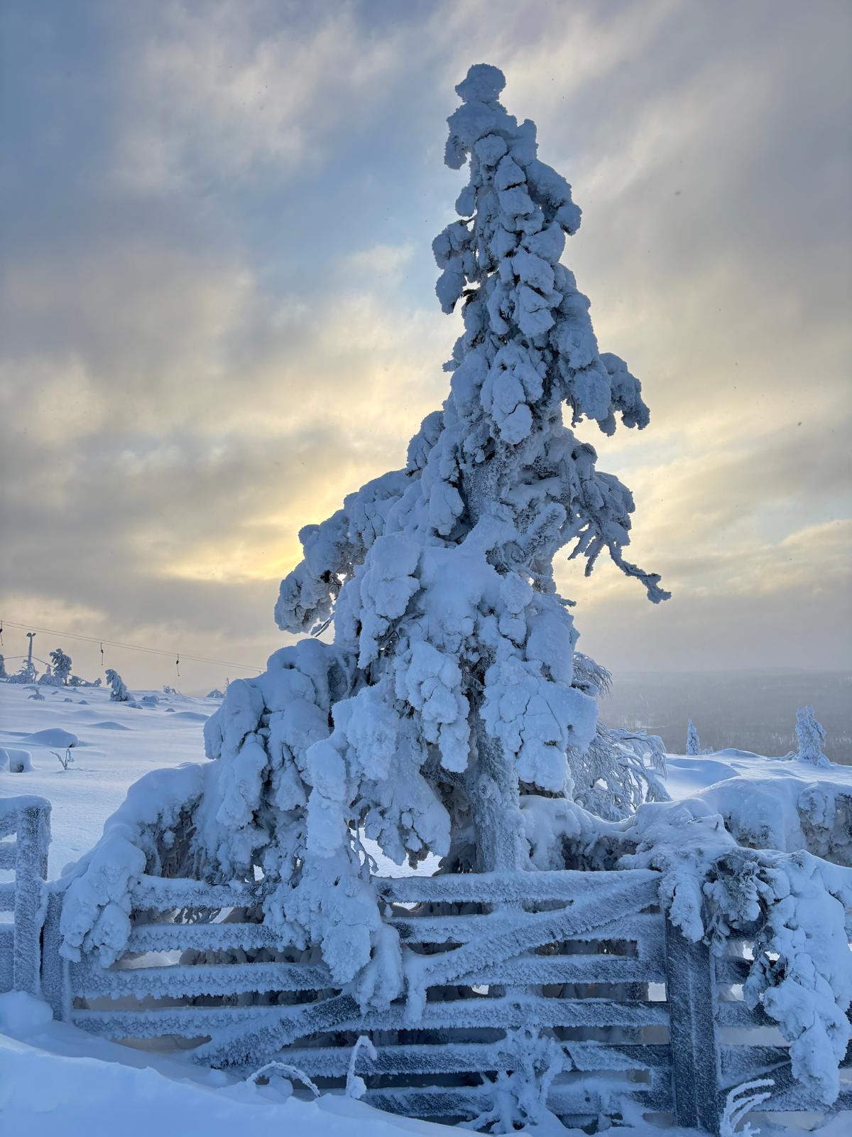 Vollgeschneiter Baum