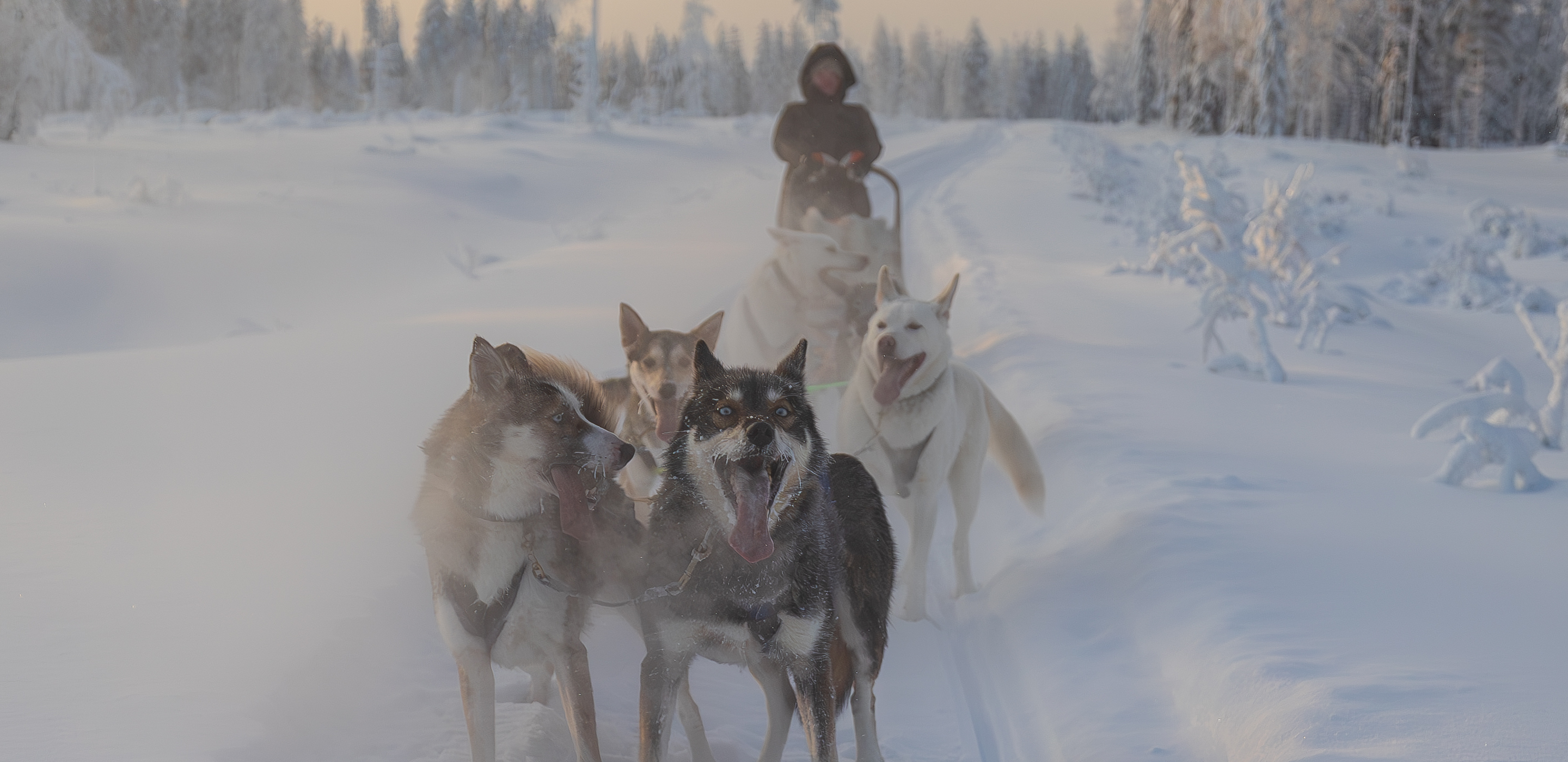 Husky Safari Tiera Resort