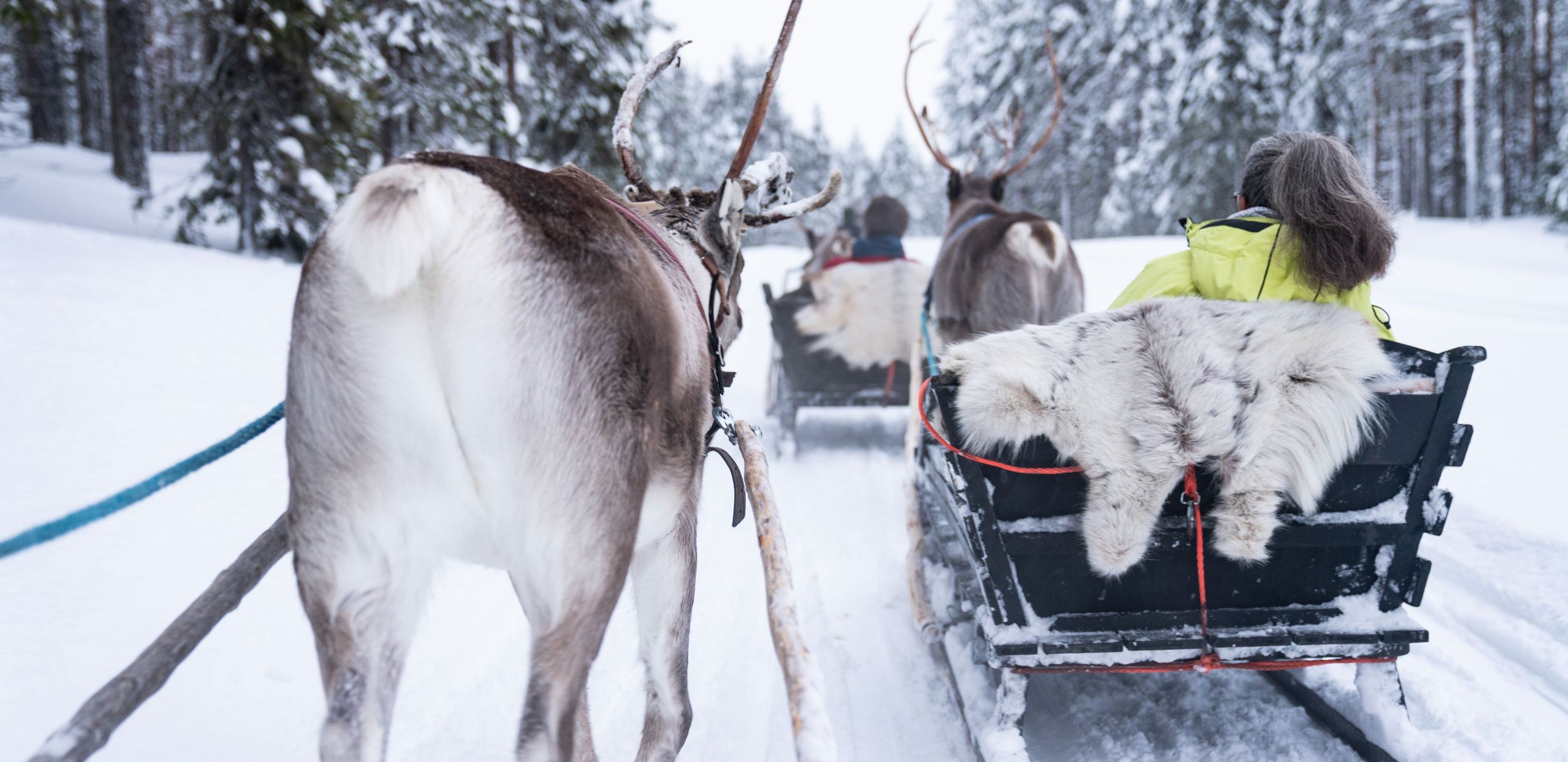 Lappland: Fahrt im Rentierschlitten