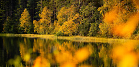 Rokua Nationalpark Ruska