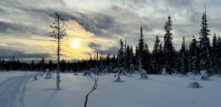 Sallatunturi verschneiter Wald Safaristrecke