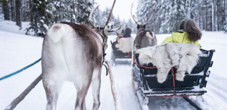 Lappland: Fahrt im Rentierschlitten