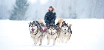 Tuja Reisen, Hundeschlitten-Safaris in Finnland Team